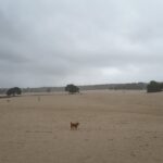 soesterduinen
